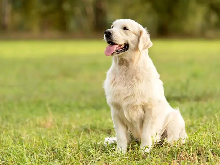 The World'S Top 7 Most Popular Dog Breeds 