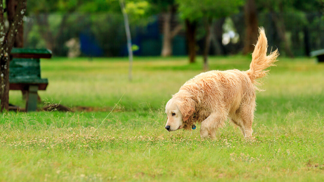 The Best Dog Running Leashes To Keep Up With Your Pup 